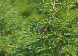 DSC05667F roodborstlijster (Turdus migratorius, American robin).jpg