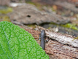 700_1114G levendbarende hagedis, melanistisch (Zootoca vivipara, Common Lizard).jpg