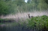 700_4510F ree (Capreolus capreolus, Roe) in Biesbosch.jpg