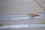 700_9811F zomertortel (Streptopelia turtur, European turtle dove).jpg