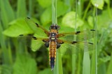 700_5070 viervlek (Libellula quadrimaculata, Four spotted chaser).jpg