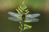 700_2331 smaragdlibel (Cordulia aenea, Downy Emerald).JPG