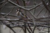 DSC_6630 putter (Carduelis carduelis, European Goldfinch).JPG