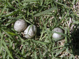 Sparrow eggs