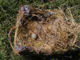 Sparrow eggs