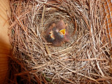 4-10-12 BLUEBIRDS - ALL 5 HATCHED