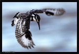 Pied Kingfisher