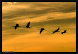 An early winter morning (5:55AM) flight of the The common Crane