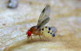 Another tiny fly on the mushroom - IMGP9989.jpg