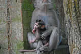 Mother and child2 - Sacred Monkey Forest Ubud