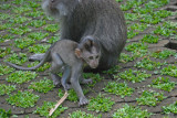 Ok maybe. - Sacred Monkey Forest Ubud