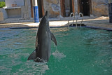 Dolphin show Lovina