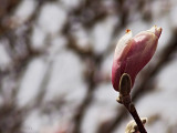 Magnolia