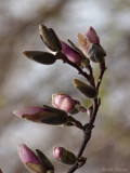 Magnolia Blossoms #8