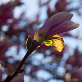 Late Afternoon Light