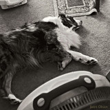 FanDog