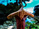 webpitcherplantP1030934_6008.jpg