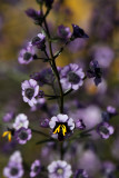 Lance- leaved Tinsel Flower