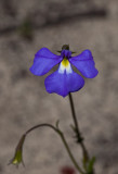 Wrinkle-Seeded Lobelia