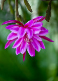 Epiphyllum