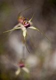 Spider Orchid