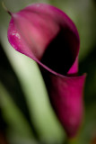 Zantedeschia