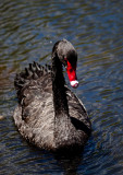 Black Swan