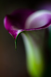 Zantedeschia