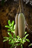 Sausage Tree