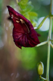 Flower of the Sausage Tree