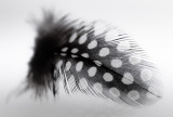 Black and White feather
