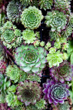 20. Succulent shapes and colours