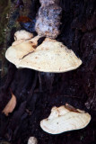 Forest fungi