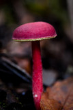 Rhubarb fungus (Boletellus obscurecoccineus)