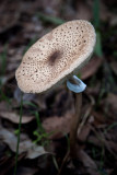 even more lovely fungus