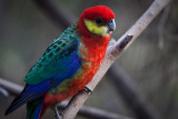 Western Rosella