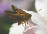 Nov 11. Orange palm dart