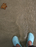 Crocs on the beach!
