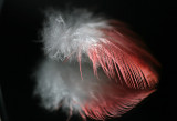 Galah feather
