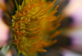 Gazania