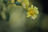 Going to seed. A lettuce flower