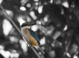 Sacred Kingfisher