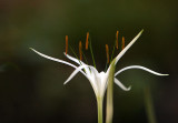 Hymenocallis