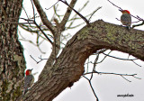 Whats Better than ONE Red-Bellied Woodpecker?