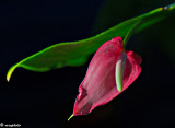 Sherris Anthurium