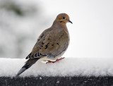 Mourning Doves return