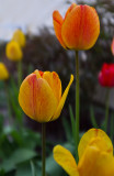 Tulips