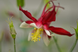 Columbine