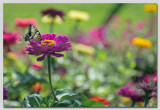 Swallowtail on a Zinnia