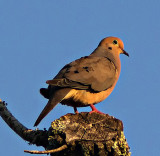 Mourning Dove